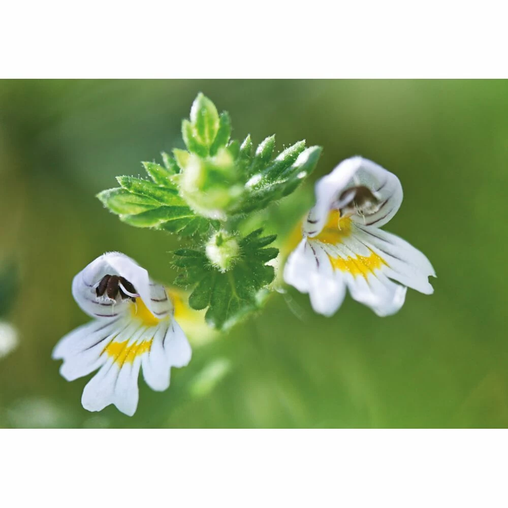 Weleda Oogdruppels Ogentroost Ampullen - Afbeelding 4